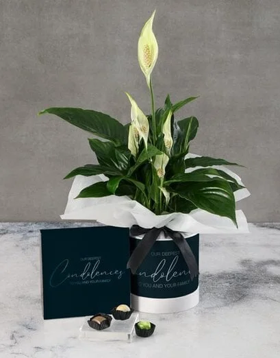 Sympathy Lily Plant Hatbox - Product image