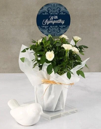 Sympathy Rose Bush - Product image