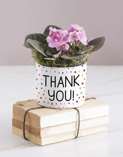 Thank You African Violet - Product image