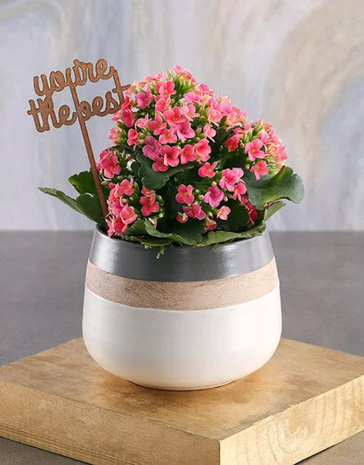The Best Cerise Kalanchoe Plant - Product image
