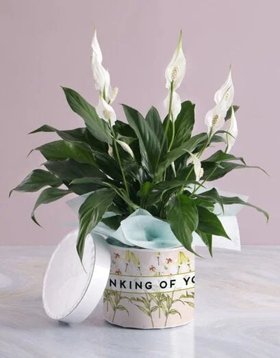 Thinking Of You Lily Plant In Hatbox - Product image