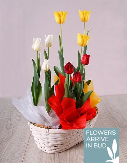 Trio of Tulips in Basket - Product image