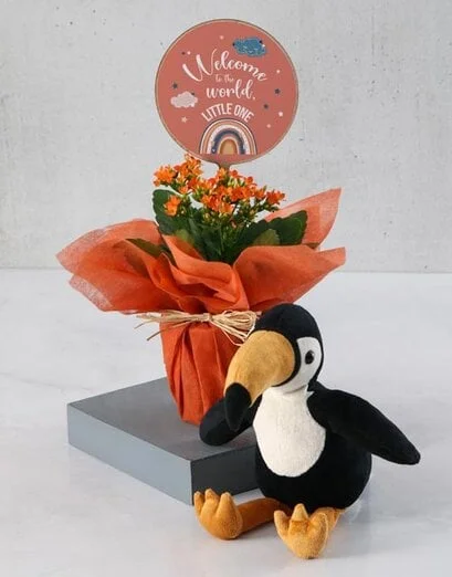 Welcome To The World Rainbow Kalanchoe - Product image