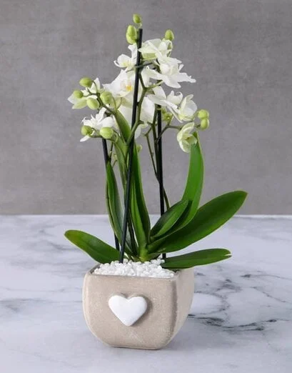 Whimsical White Orchids - Product image