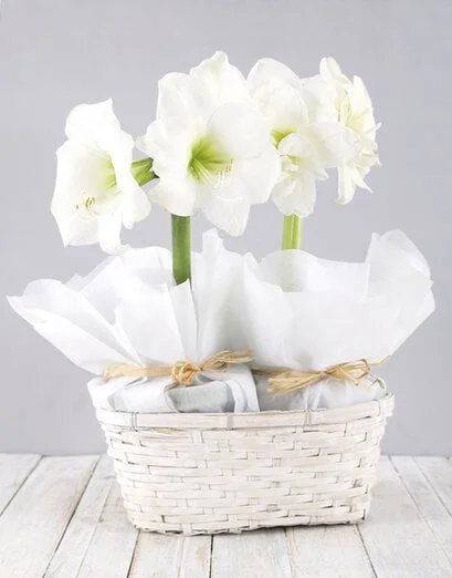 White Amaryllis Basket - Product image
