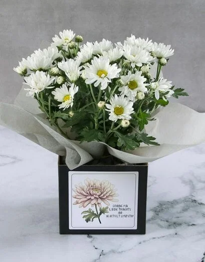 White Chrysanthemum Plant Box - Product image