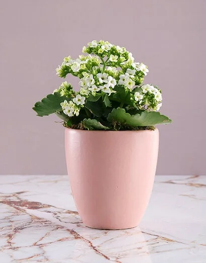 White Kalanchoe Plant in Pink Pot - Product image