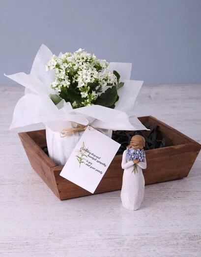 White Kalanchoe Sympathy Gift - Product image