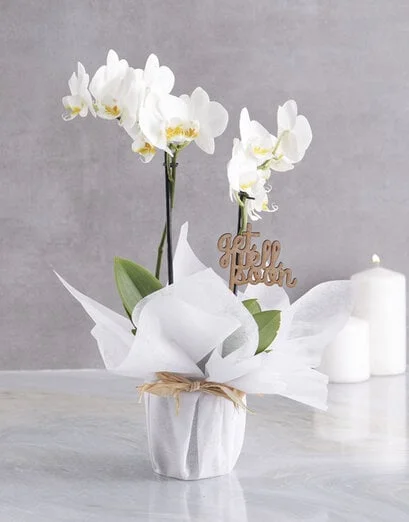White Midi Orchid Of Wellness In Wrapping - Product image
