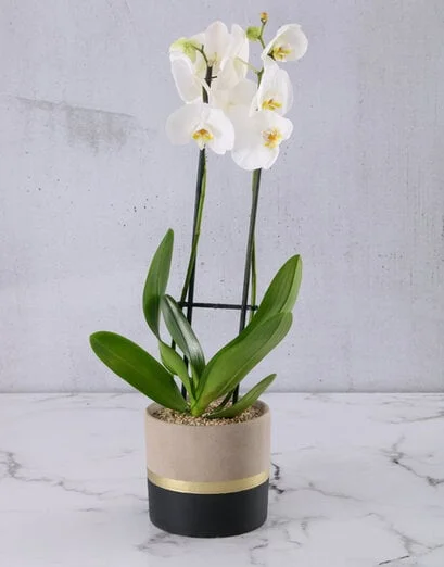 White Orchid In Black And Gold Striped Pot - Product image