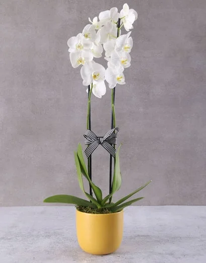 White Orchid In Yellow Ceramic Pot - Product image