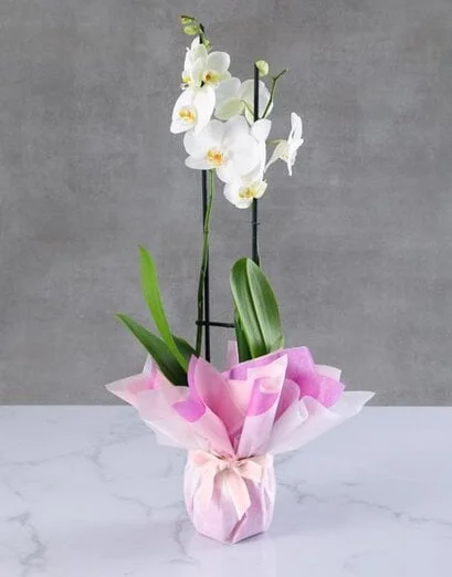 White Orchid Wonderfully Wrapped - Product image