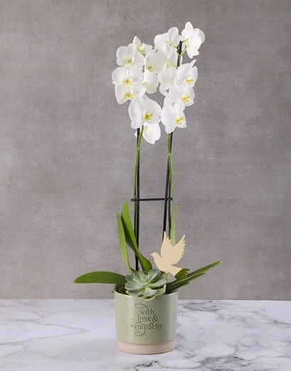 White Phalaenopsis Sympathy Orchid - Product image