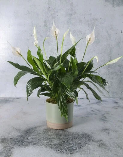 White Spathiphyllums In Step Sage Pot - Product image