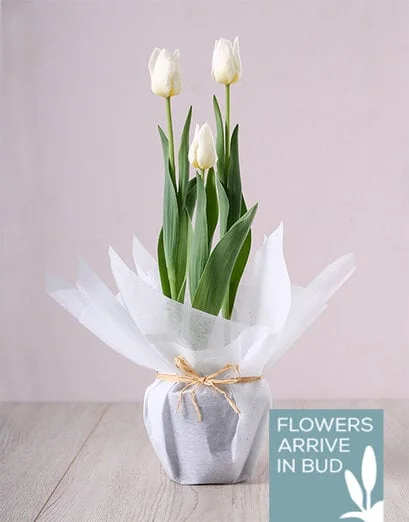 White Tulip Plant - Product image