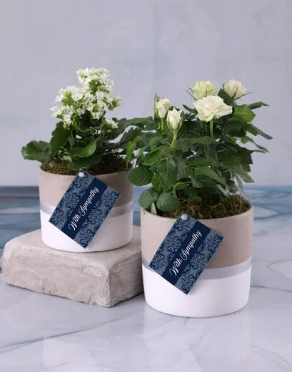 With Sympathy Kalanchoe Plant - Product image
