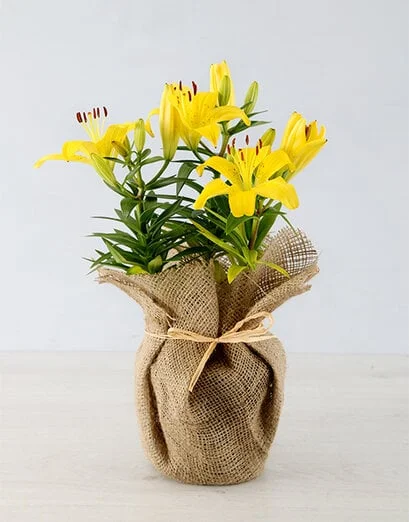 Yellow Asiatic Lily in Hessian Wrapping - Product image