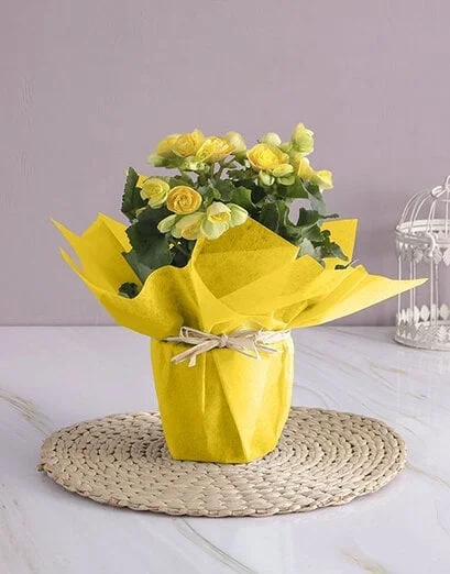 Yellow Begonia Surprise - Product image