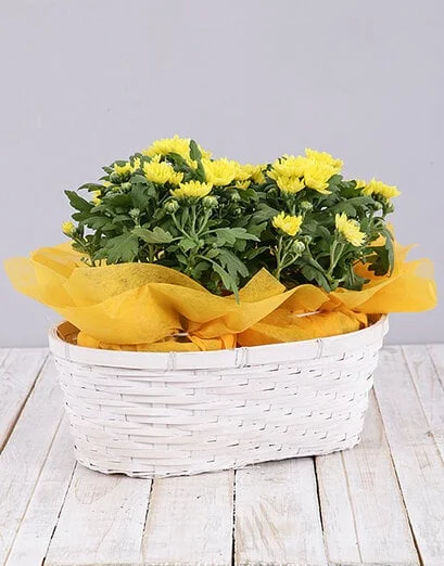 Yellow Chrysanthemum Plant Basket - Product image