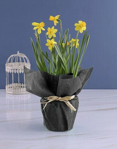 Yellow Daffodil Plants In Green Wrapping - Product image