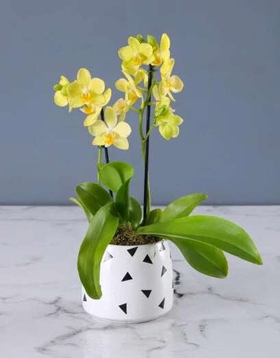 Yellow Orchid in a Polka Dot Pot - Product image
