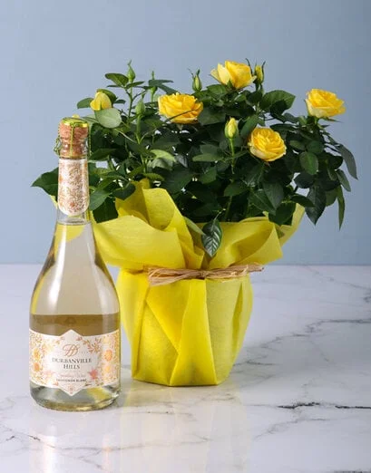 Yellow Rose Bush in Wrapping - Product image