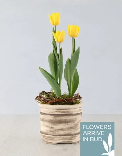 Yellow Tulip Plant in Ceramic Pot - Product image