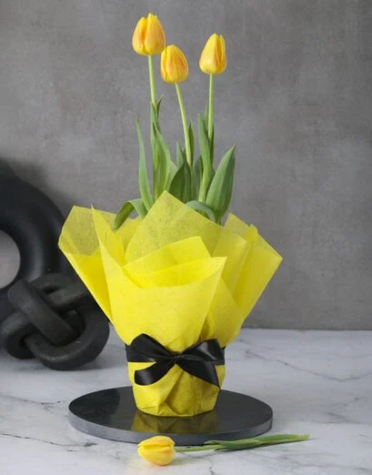 Yellow Tulip Plant - Product image